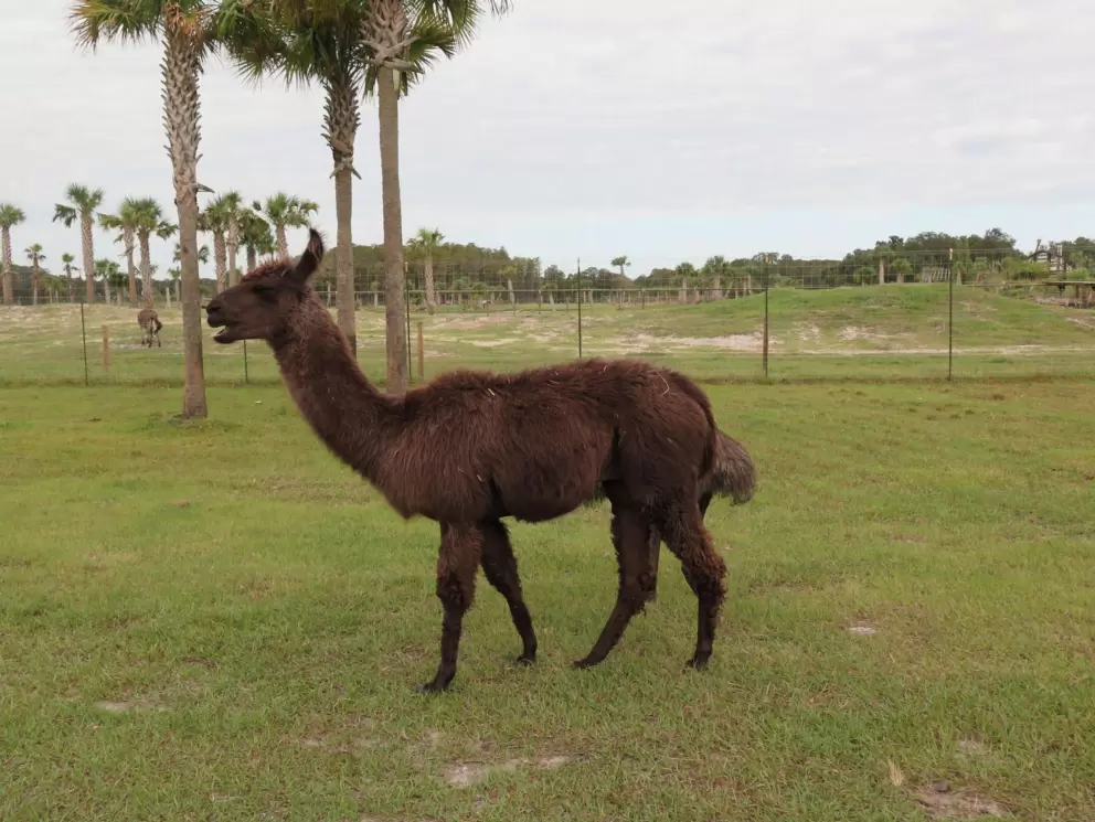 Llama- these guys are hilarious!