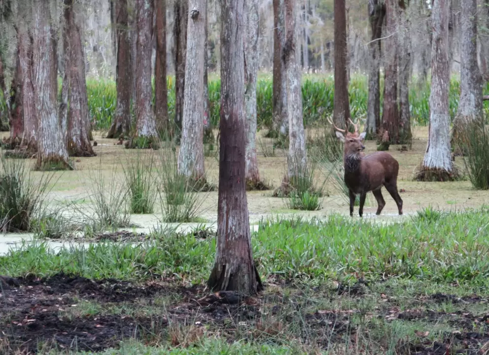 Elk in the forest.