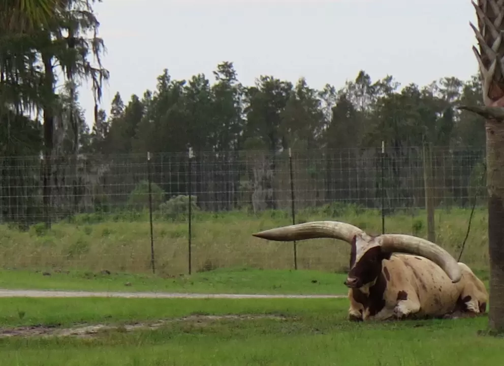 Watusi cattle kicking back.