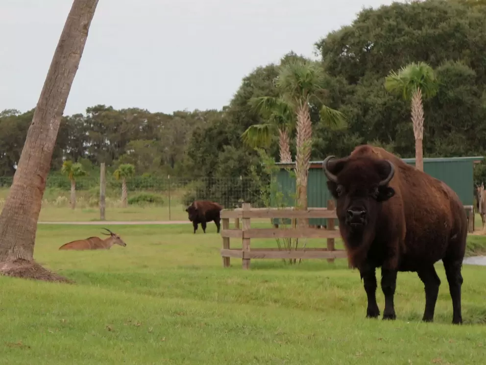Bison.