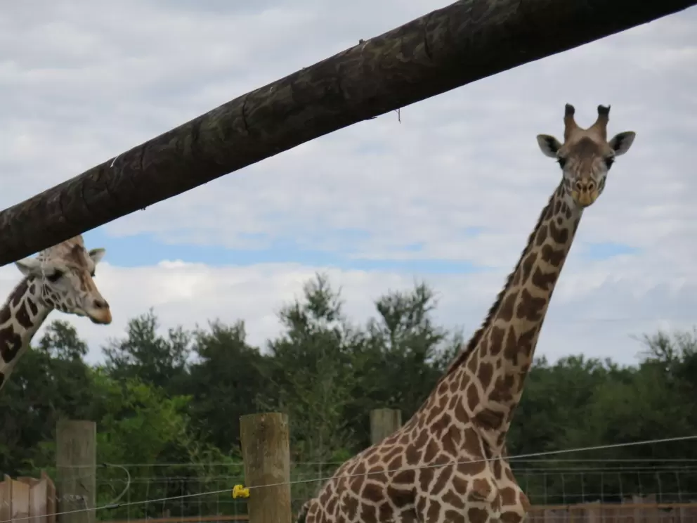 Giraffe looking quizzical.