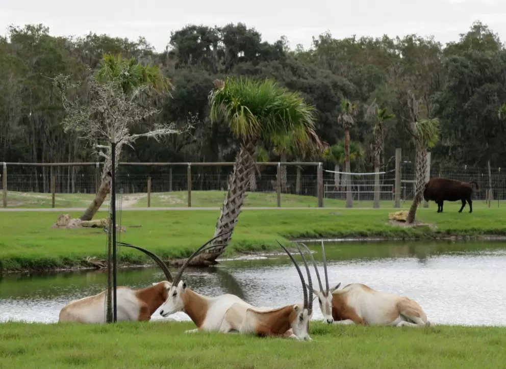 Oryx relaxing by the lake.