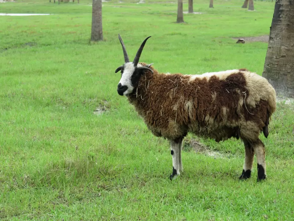 Sheepish...