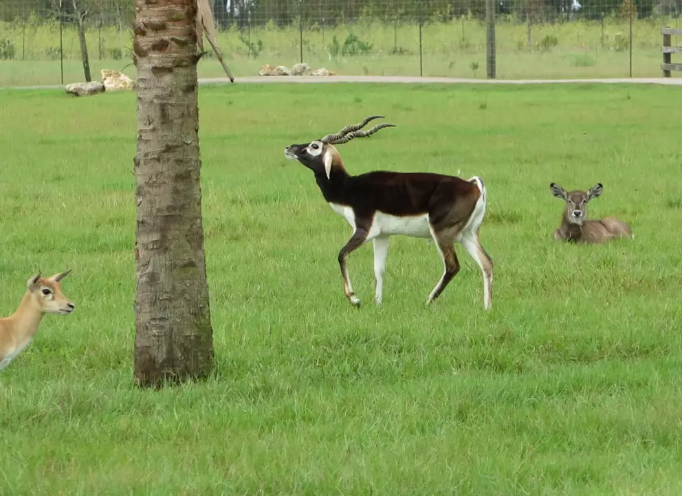 Gazelle with wavy horns.