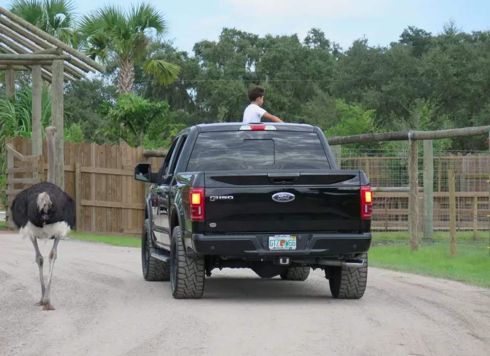 Boy looking out the top of a truck, while emu cruises by.