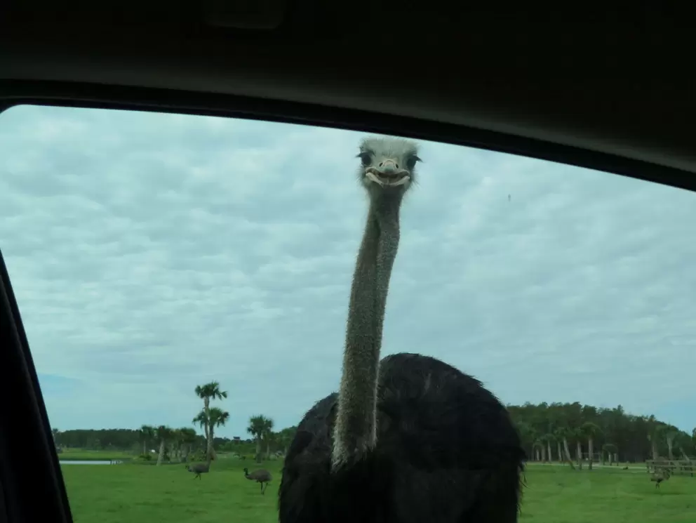 Emu checking us out!