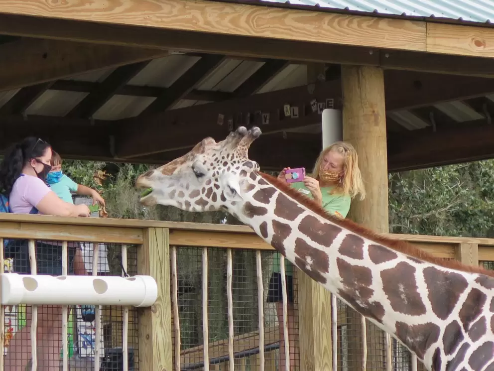 Feeding the giraffe.