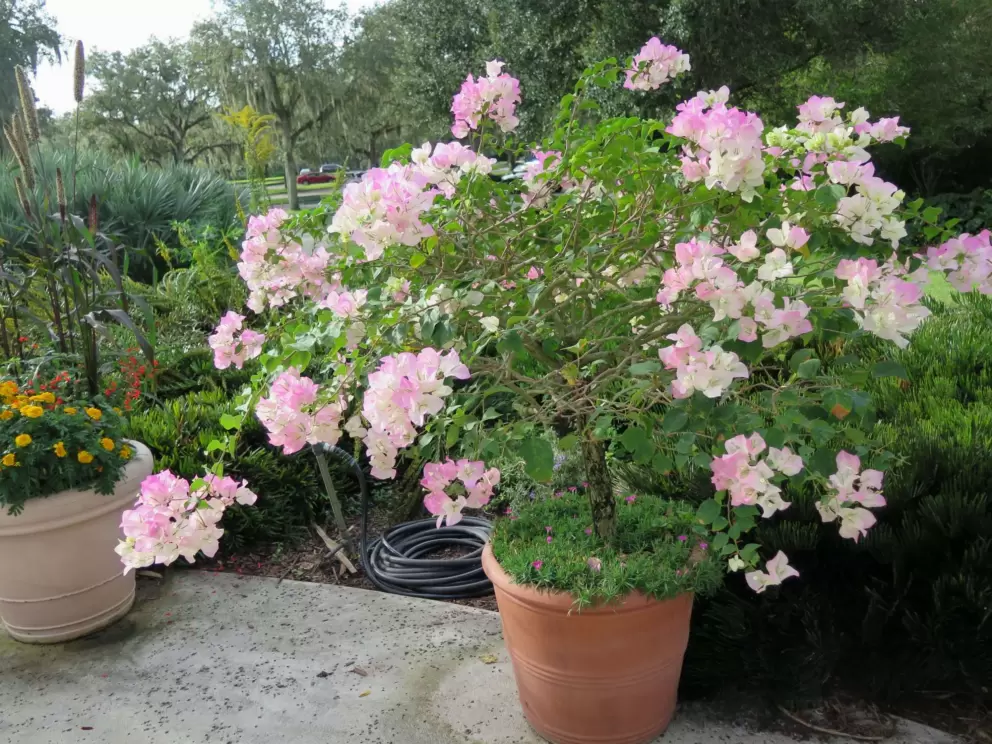 Pot of pale bougainvillea at the entrance.