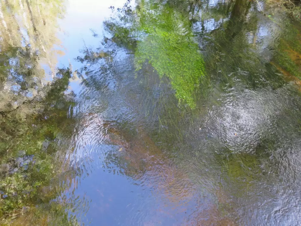 Grasses waving below the water.