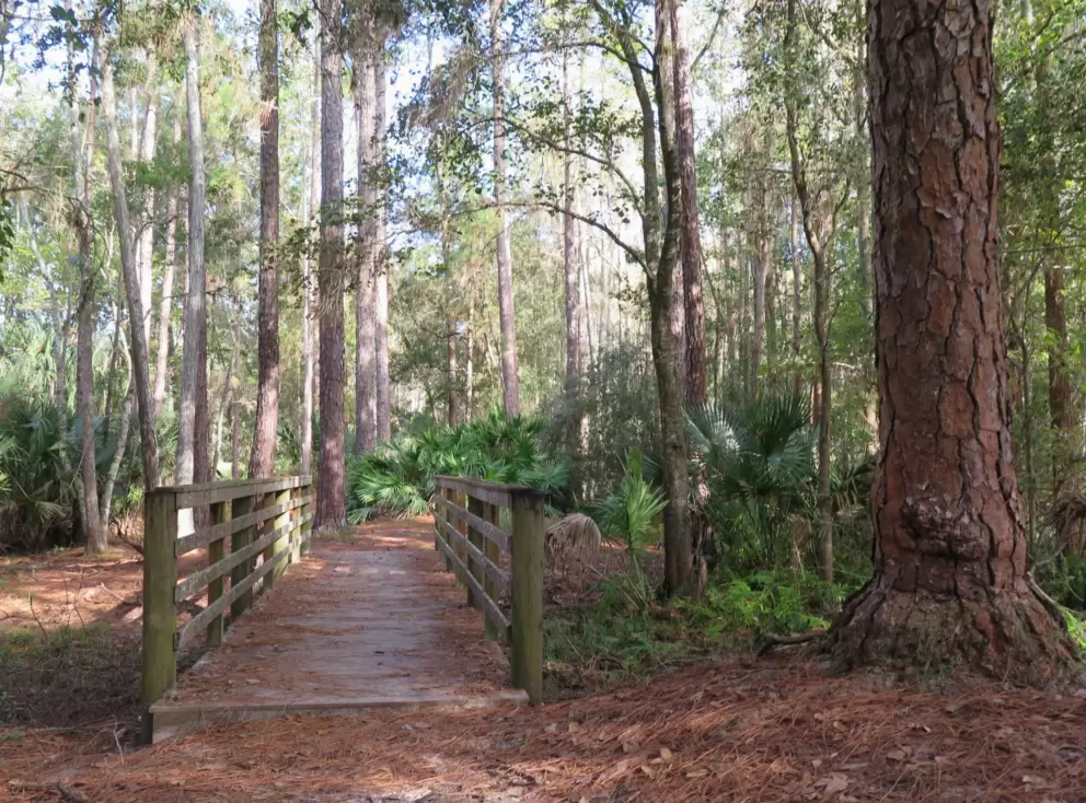 A short wooden boardwalk over some soggy ground.