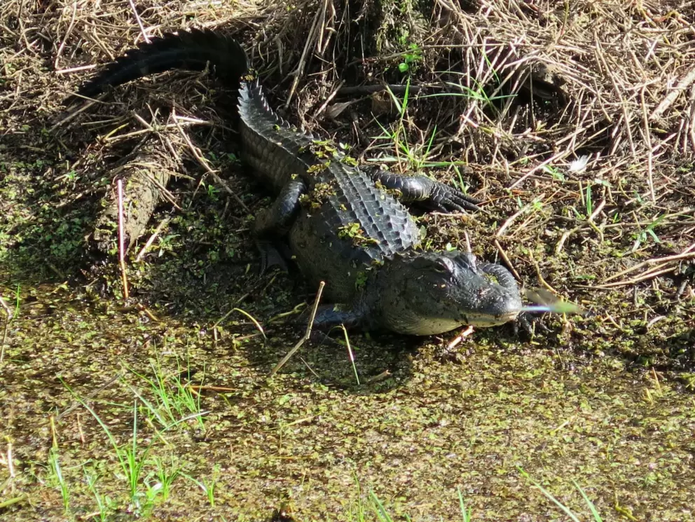 Alligator!