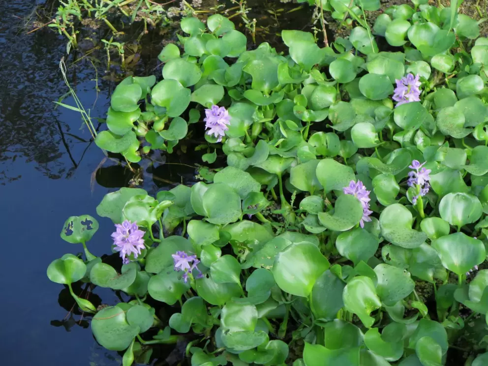 Flowers on the bank.