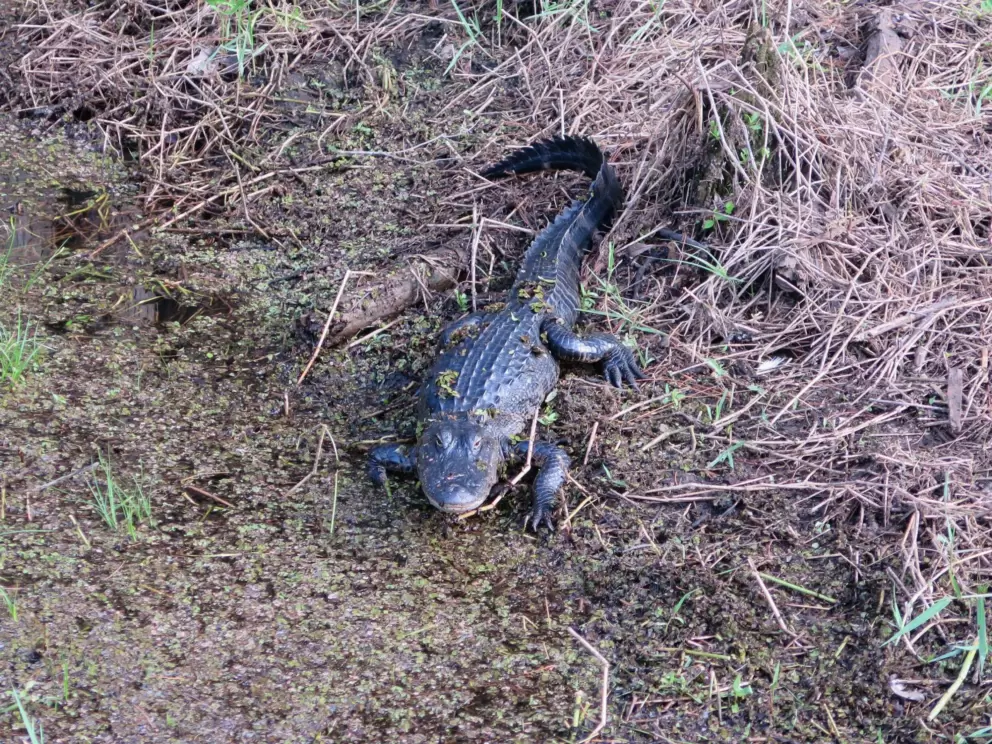 Alligators are so still and strange.