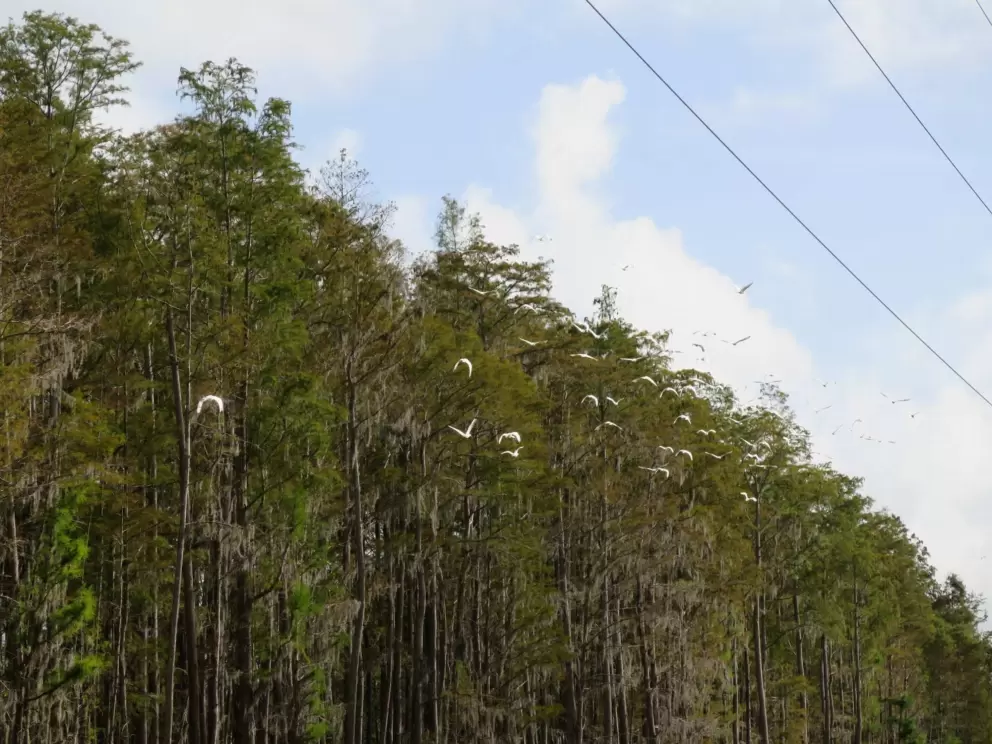 Birds galore!