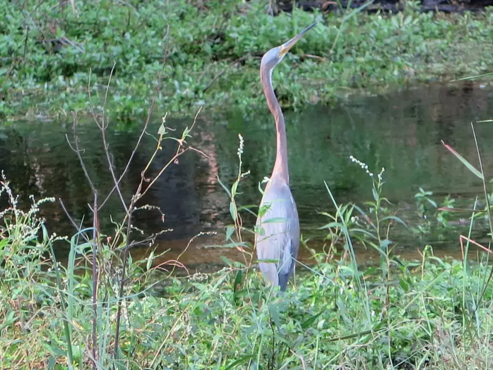 Blue heron looking up.