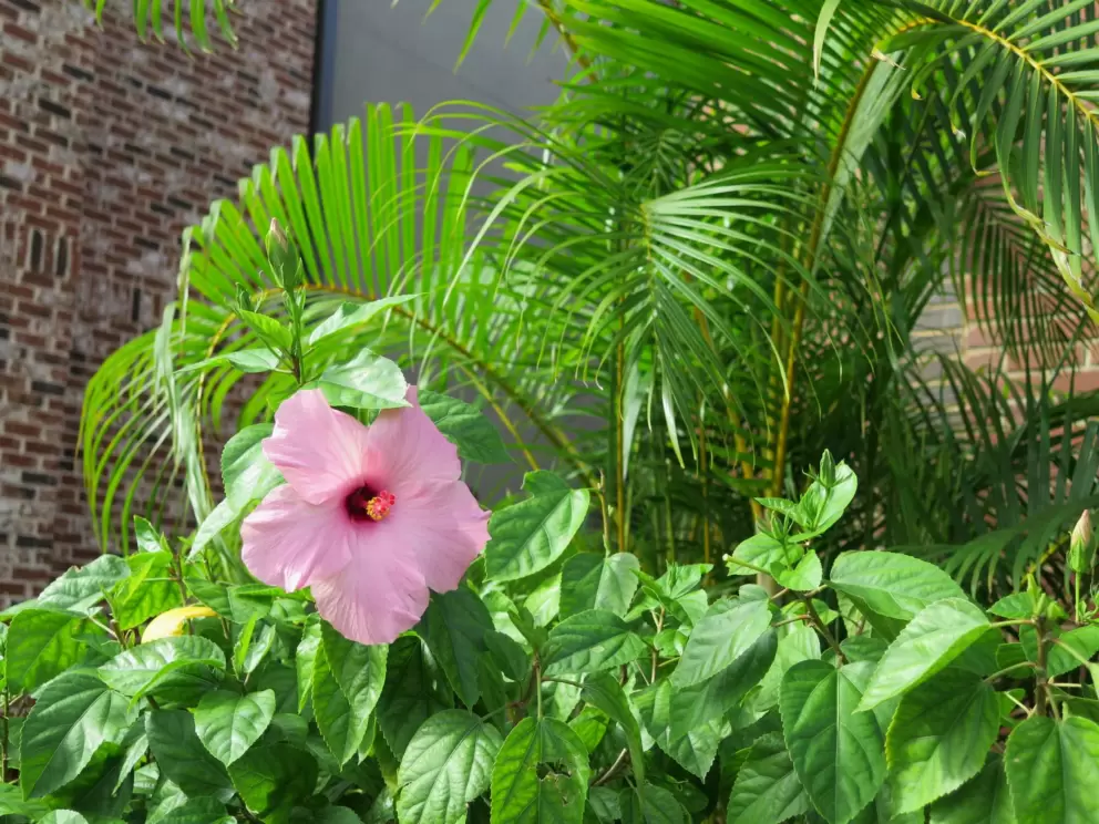 Pink hibiscus.