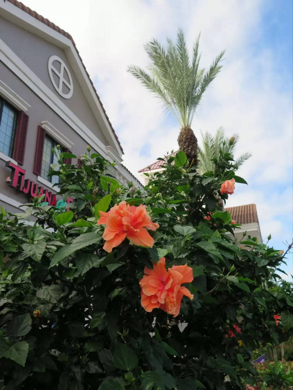 Orange flowers and palm.