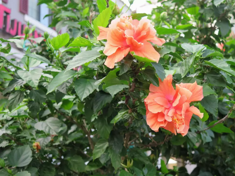 Orange tropical flowers.