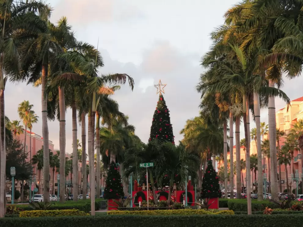Christmas tree and rows of palms.