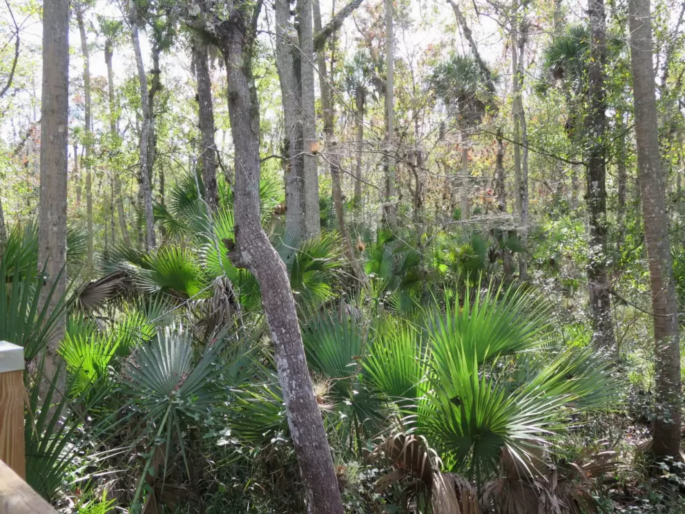 Palmetto plants catching the light.