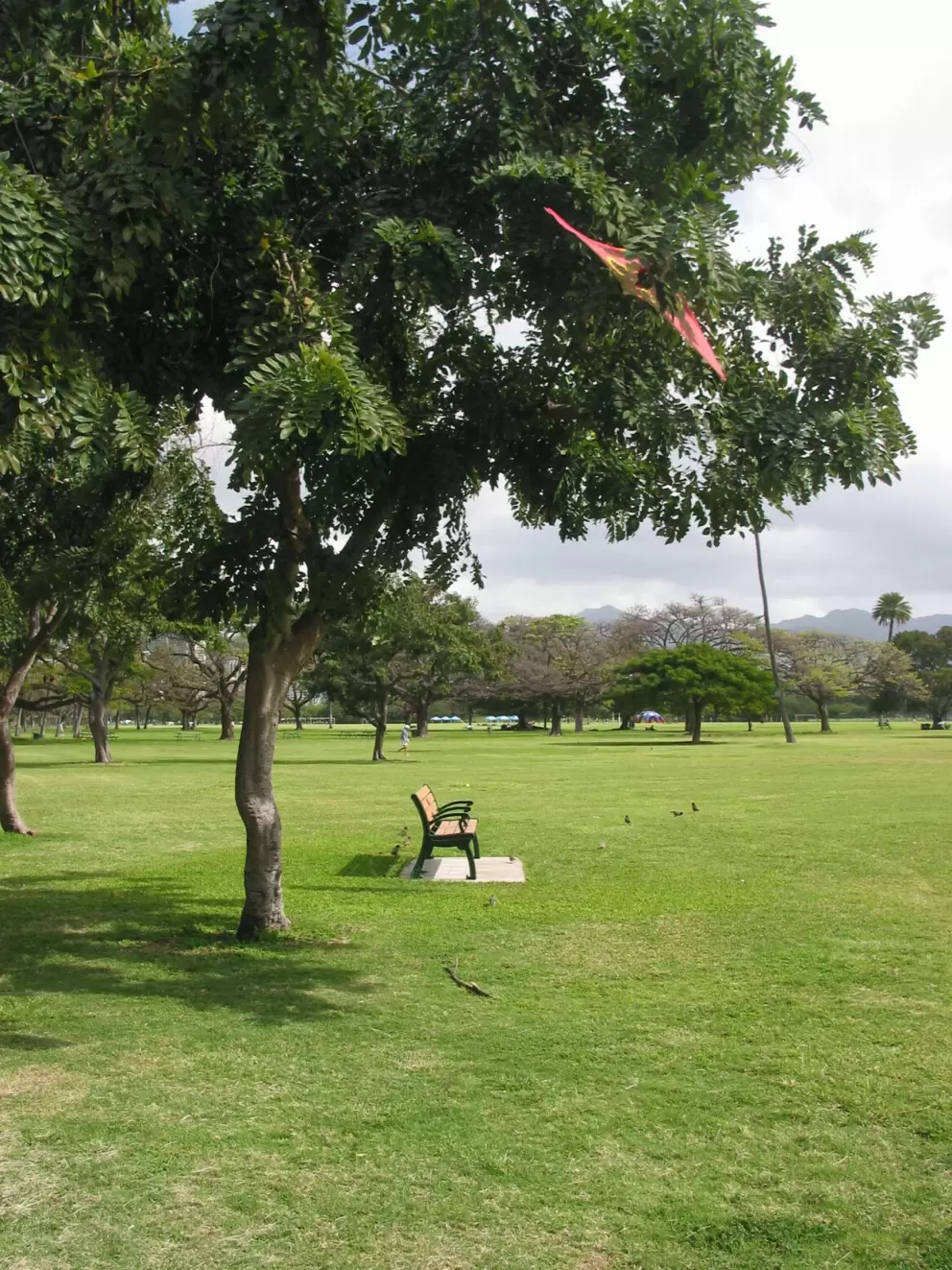 Shower tree and park bench.