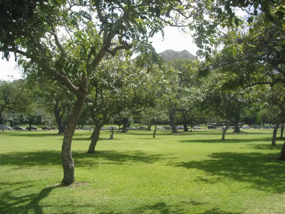 Shower trees glistening in the sun at Kapiolani Park.