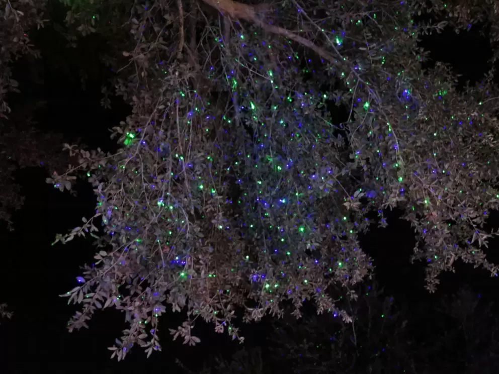 Laser lights in a tree.