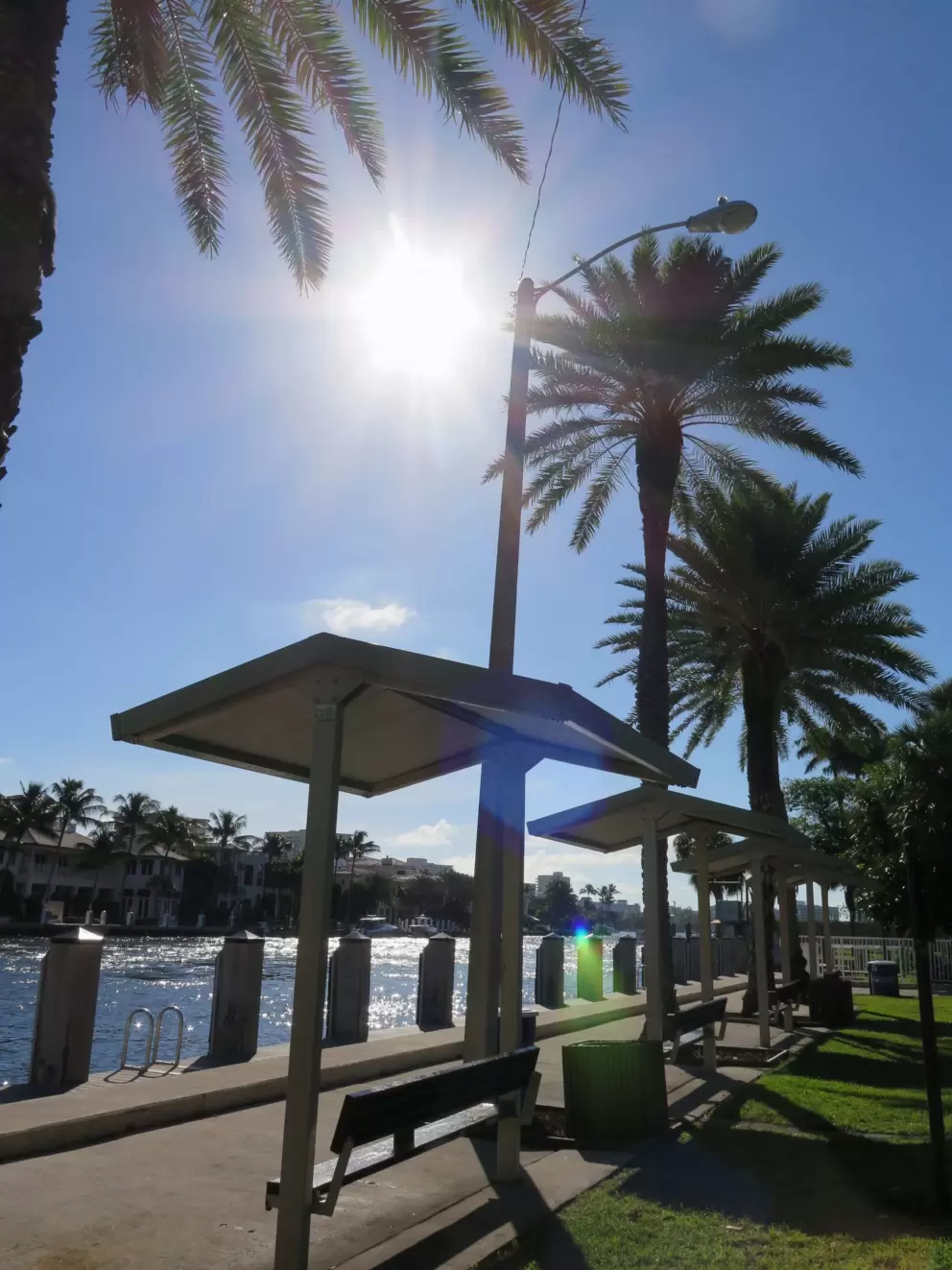 Row of palms and shaded benches.
