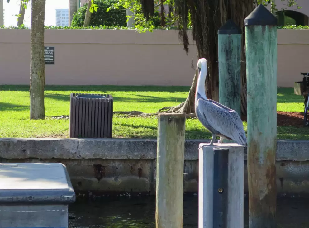 Pelican.