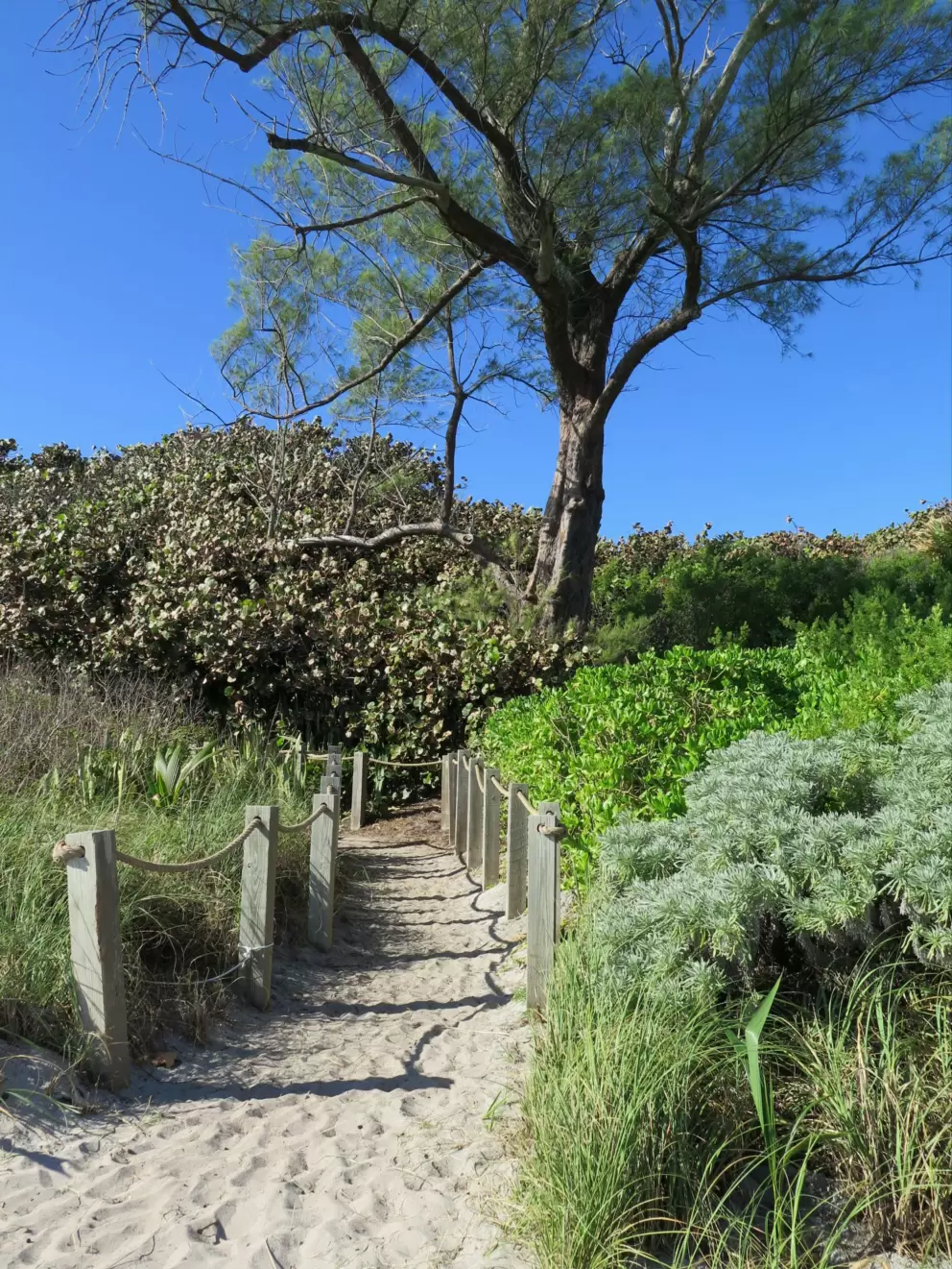 Lovely colors of the plants at the beach access.