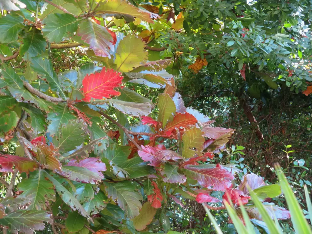 Red leaves.