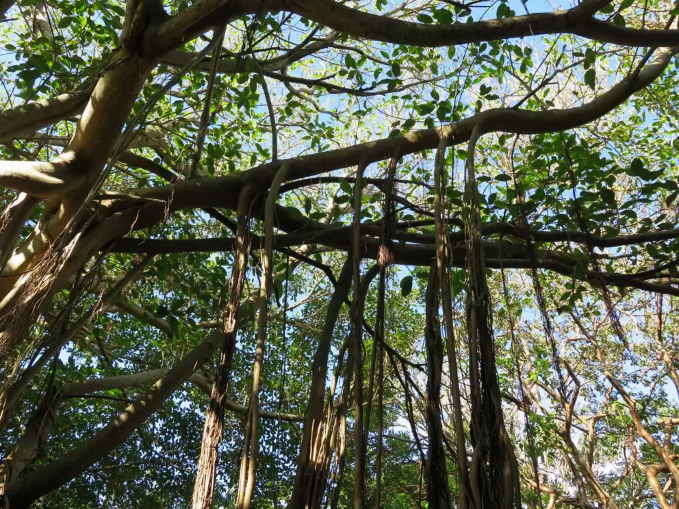 Banyan tree! What a beauty!