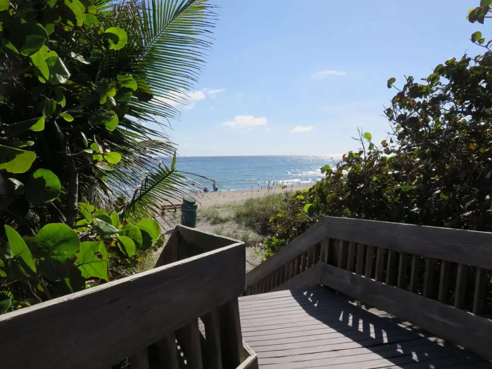 View of the ocean and sunlit seagrape leaves.