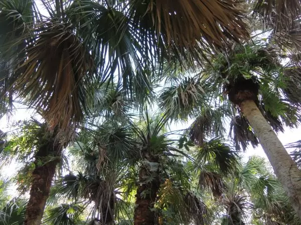 Looking up at palms along the walking path.