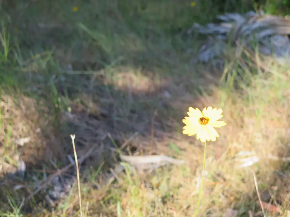 Daisy in the light.