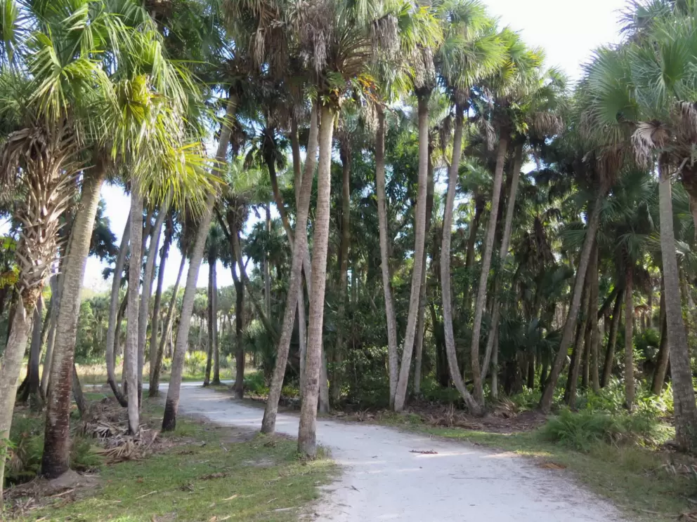 Path through the palms.