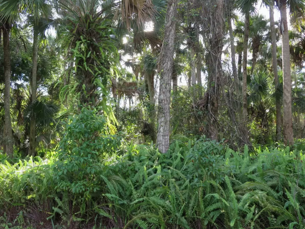 Ferns galore!