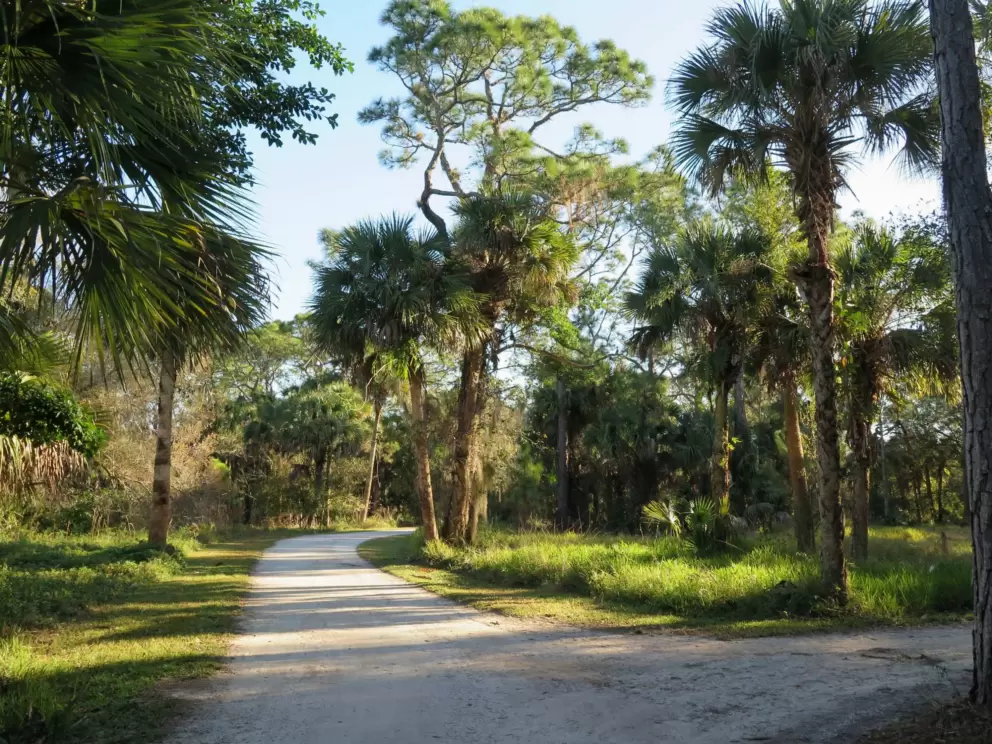 Sunlight hits the path.