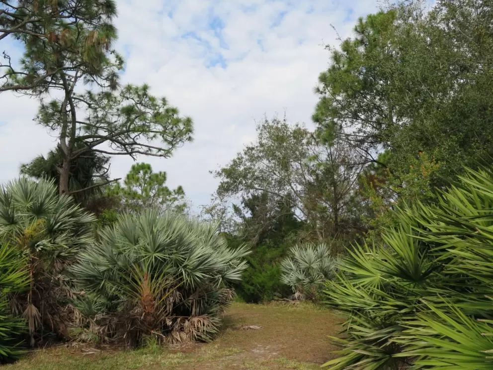 The beautiful forest in Cambridge neighborhood.