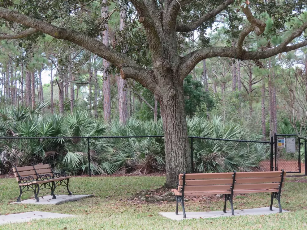 Benches around a tree on Newcastle Drive.