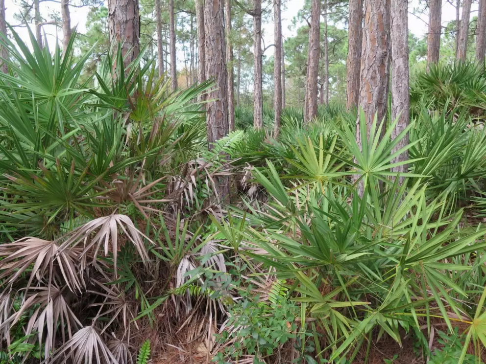 Looking into the forest from the sidewalk on Newcastle Drive.