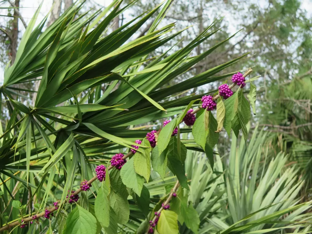 Beautyberry bush in the forest, as seen from Newcastle Drive.