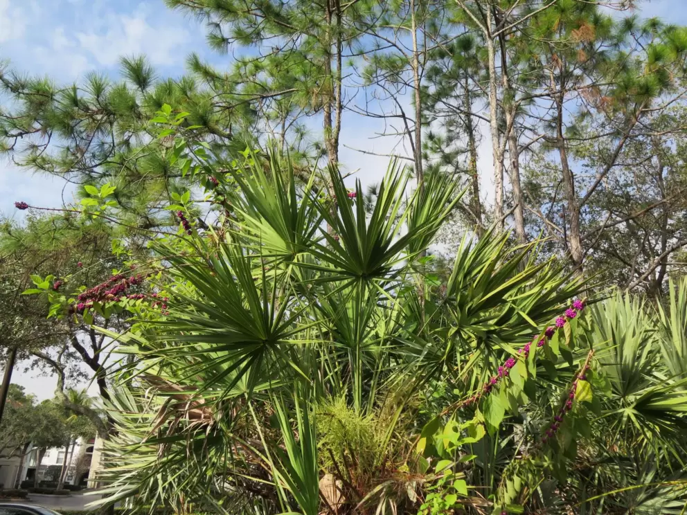 Bright gorgeous views of the forest from Newcastle Drive in the Cambridge neighborhood.