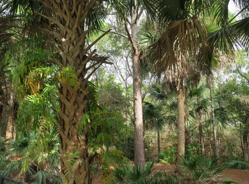 The forest in all its fine greenery.