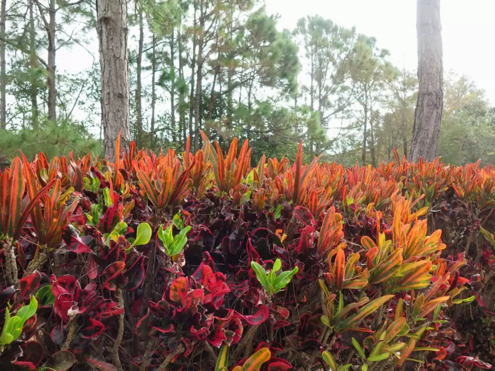 Firey plants at The Sophia apartments.