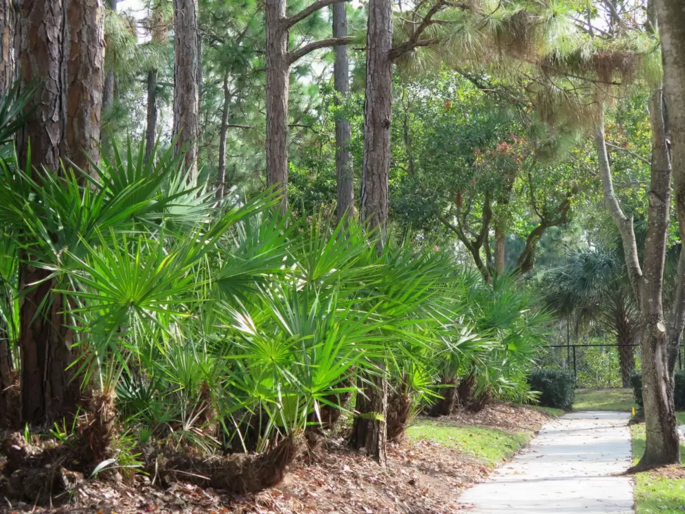 The sidewalk alongside the forest and water, in Osceola Woods townhouse development.