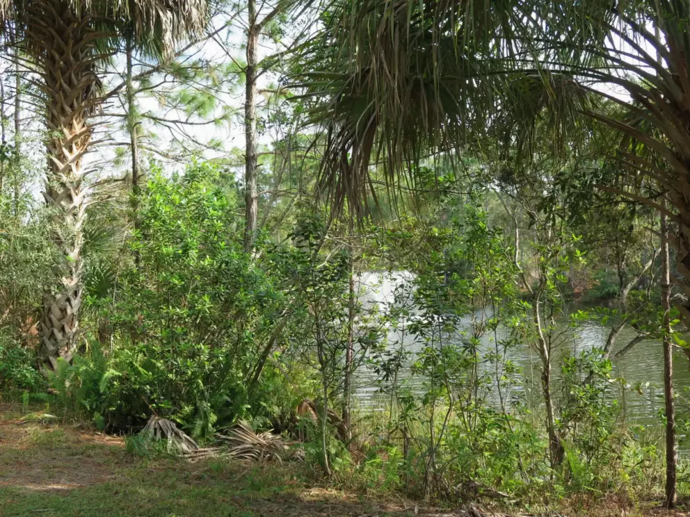 The lake beside Osceola Woods townhouses.