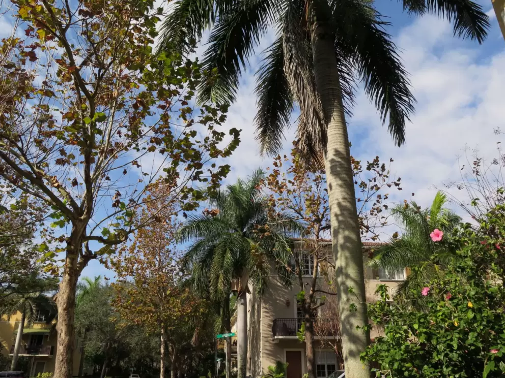 Varied trees and plants at Osceola Woods townhouses.