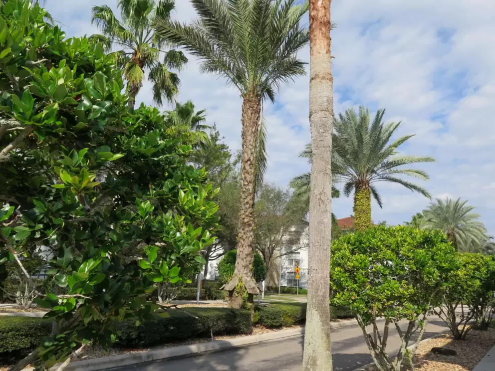 Pretty trees at The Sophia apartments.