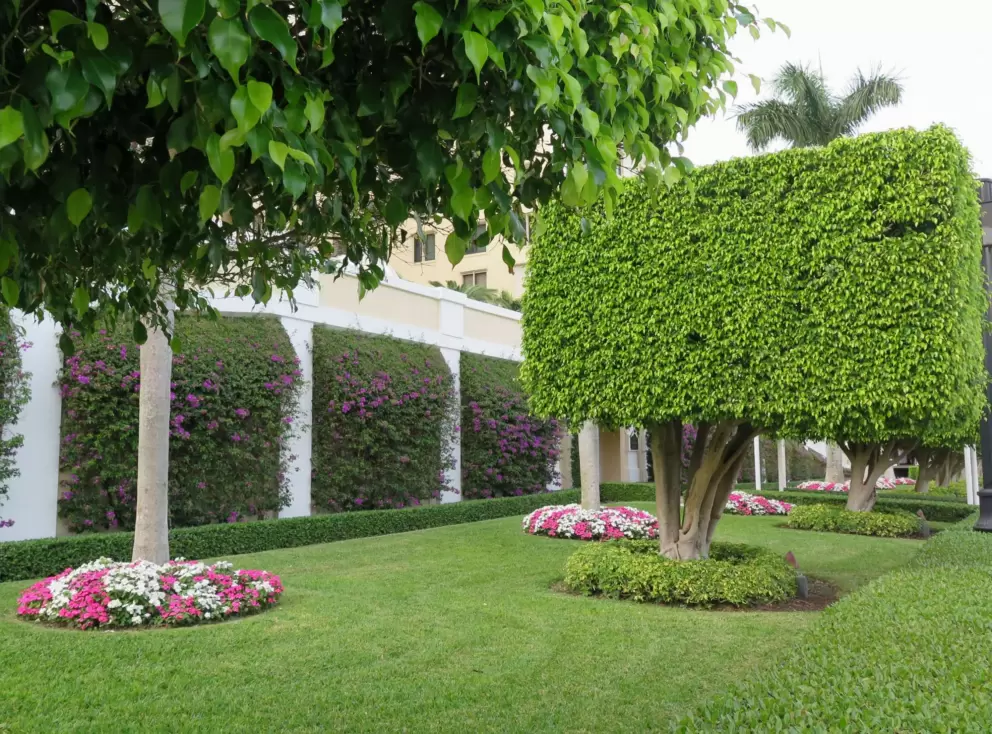 Square trees outside the Biltmore condos, on Bradley Place.
